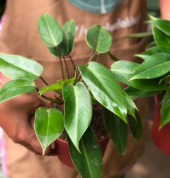 philodendron
